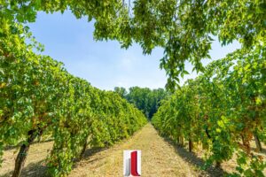 Via Goccianello, 22 Imola-27